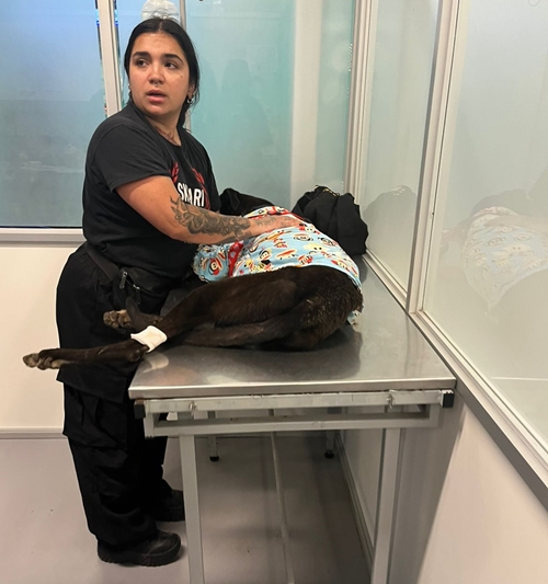 Municipio de La Calera refuerza el bienestar animal